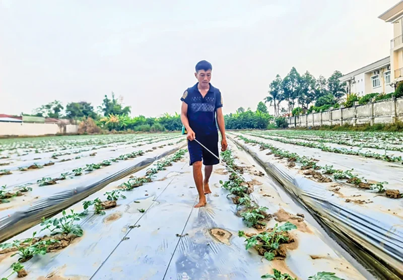 Nắng nóng kéo dài, nguy cơ thiếu nước cho sản xuất nông nghiệp&nbsp;