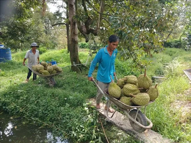 Khơi thông xuất khẩu sầu riêng từ vùng trồng đến phòng kiểm nghiệm&nbsp;